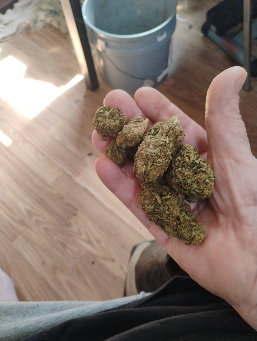 Customer photo review of Winter Breath - Bulk - Hybrid