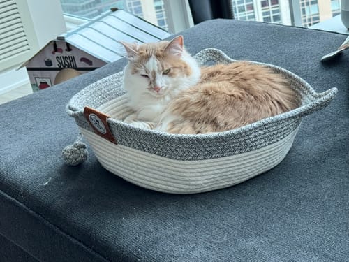 Customer photo review of Instinct Basket | Meet the first research-backed natural territory for indoor cats