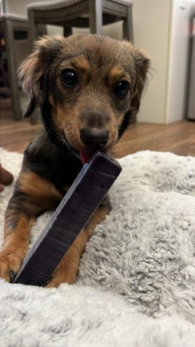 Customer's small puppy licking a blueberry Long-Lasting Yak Chew on a fluffy bed.