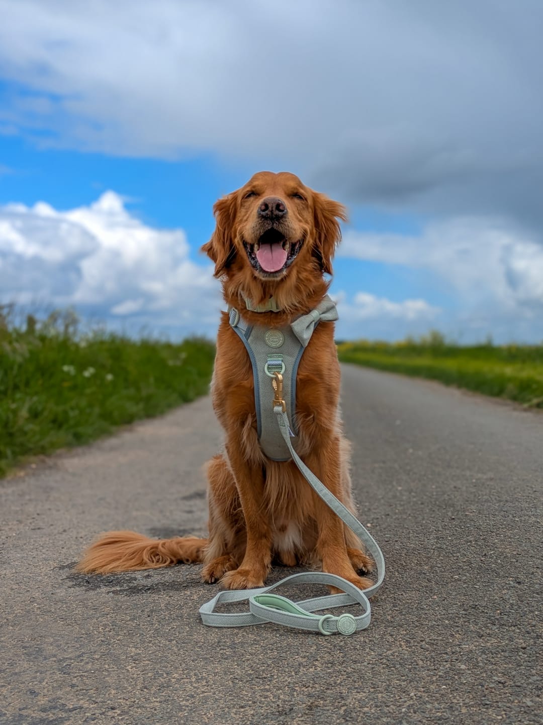 Customer photo review of Trail & Glow Tweed Dog Harness - Colour Drops - Sage Tweed