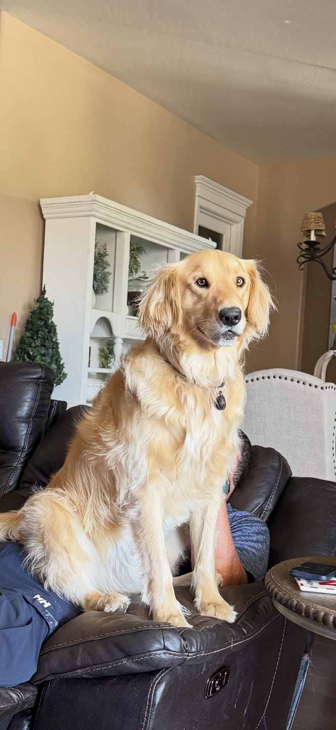 Customer photo review of NEW Upgraded Tactical No-Pull Team K9™ Dog Harness with 4 Quick-Release Metal Buckles, Reinforced Front & Back V-Rings, Hook & Loop Panels, Adjustable Straps, Reflective Strips, & Top Handle