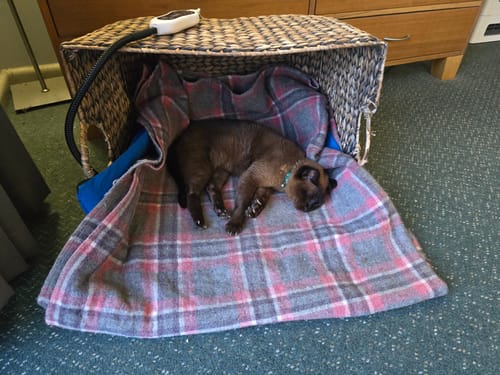 Customer's elderly cat sleeping soundly on the Electric Heating Pet Bed Mat inside a wicker basket.