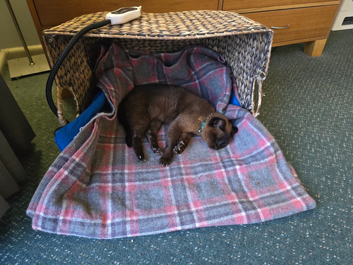 Customer photo review of Electric Heating Pet Bed Mat Heated Blanket Pad Timers Removable Cover
