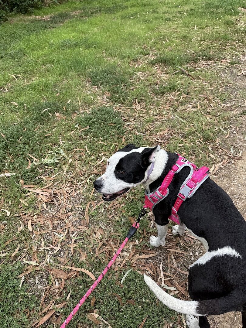 Customer photo review of Best No Pull Dog Harness | Fur King Ultimate No Pull Harness