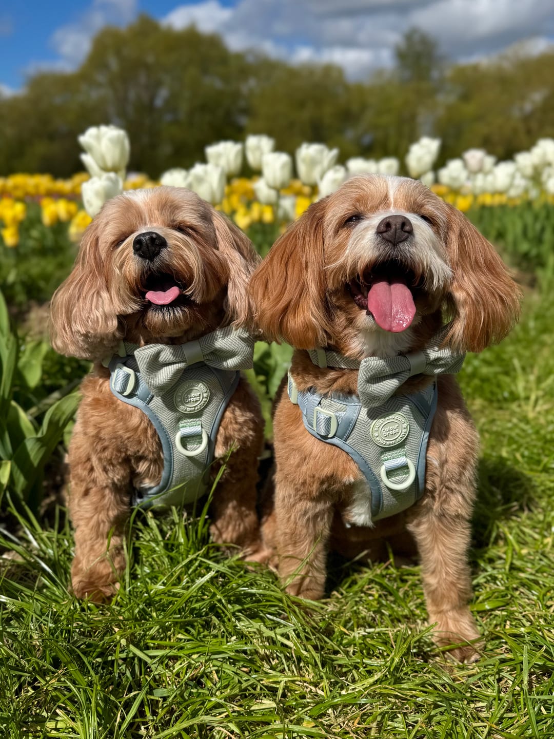 Customer photo review of Trail & Glow Tweed Dog Harness - Colour Drops - Sage Tweed