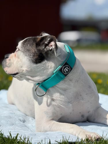 Customer photo review of 5cm Slip on Collar | Foam Padded - Turquoise