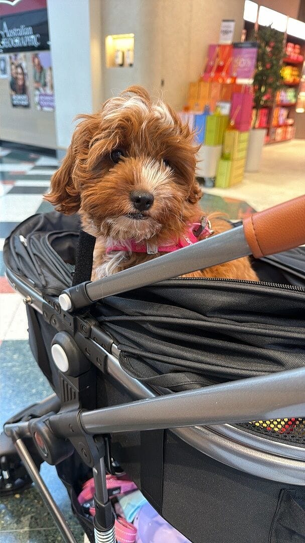 Customer photo review of Fur King Jogger Dog Pram