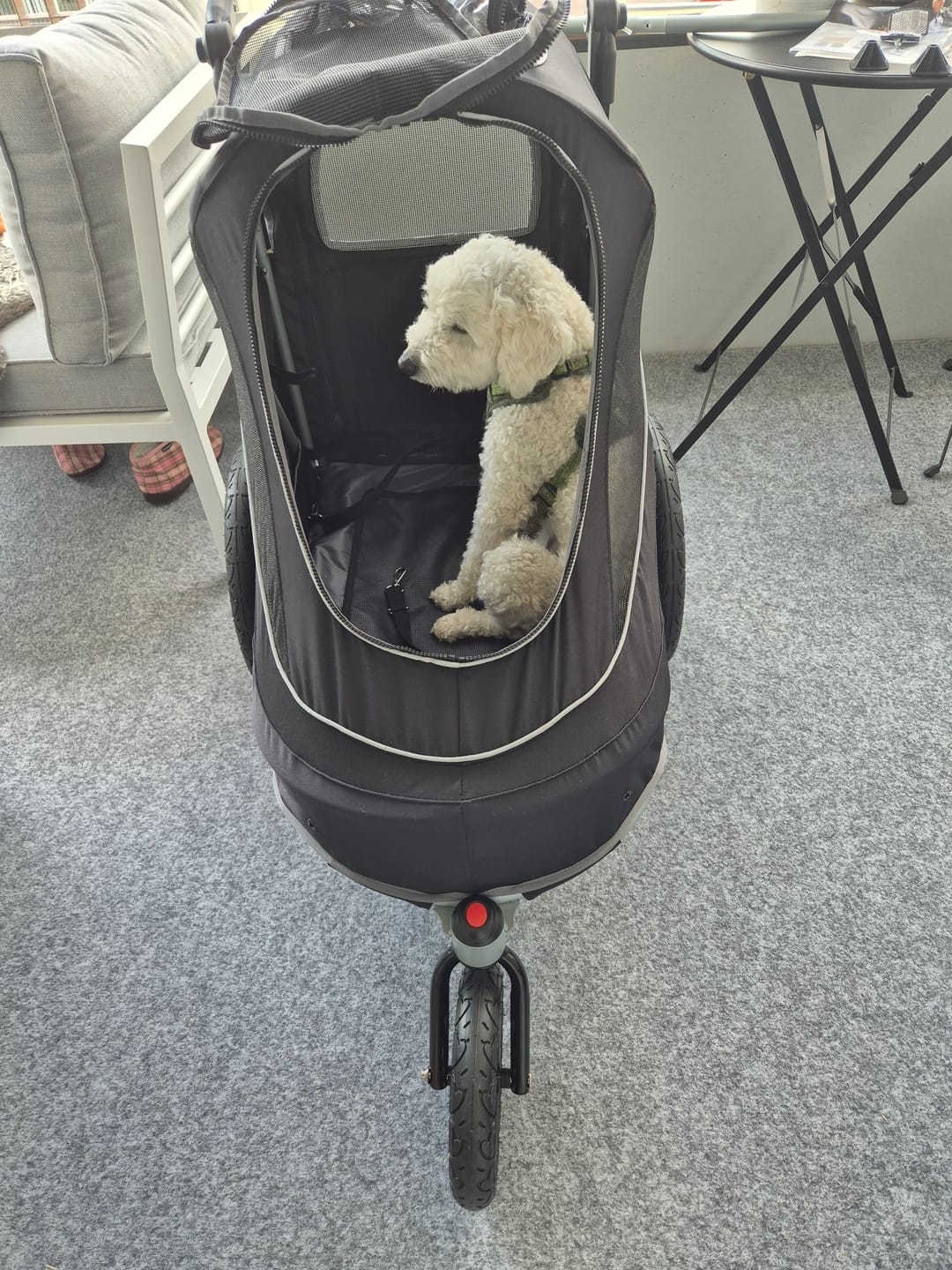 Customer photo review of InnoPet Sporty EVR lemmikkirattaat