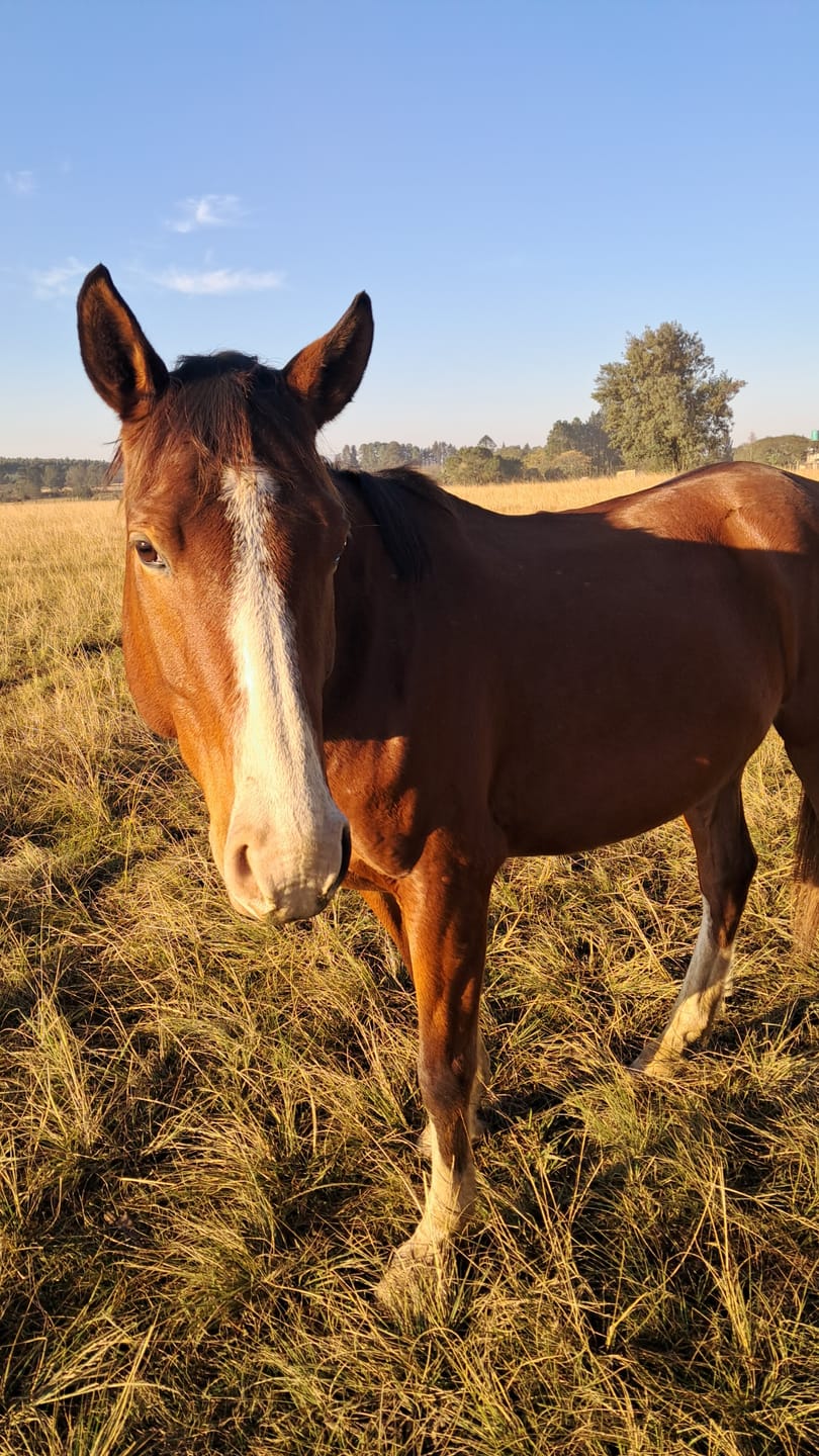 Customer photo review of Flexcare Equine (Joint Supplement For Horses)