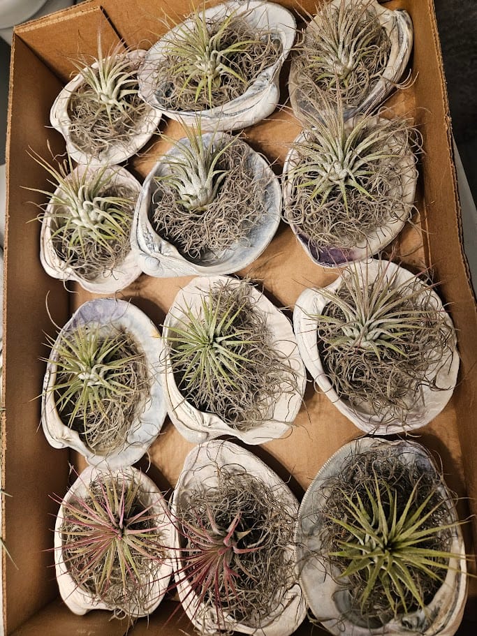Customer photo review of Wholesale Ionantha Guatemala Medium  (Minimum Order 10)