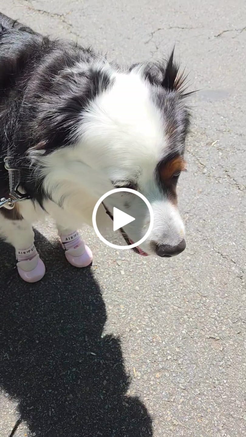 Customer video review of AIR PUP DOG SHOES - SET OF 4