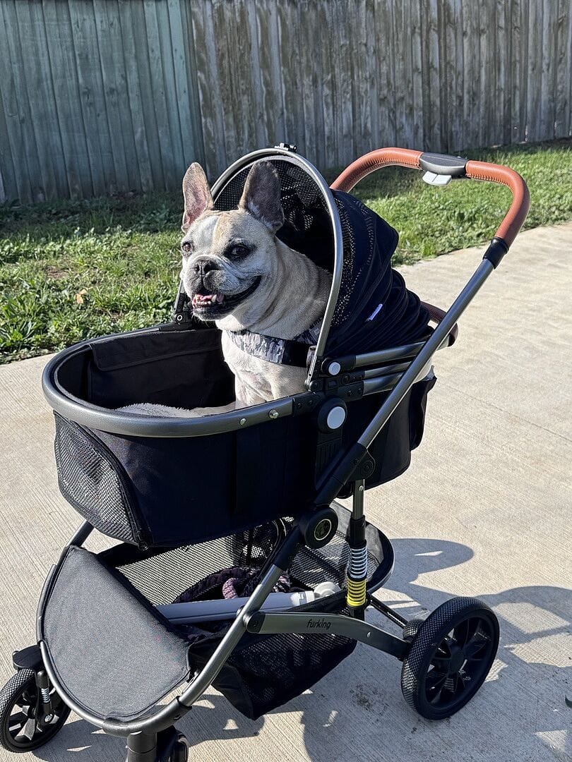 Customer photo review of Fur King Royal - 20kg Pet Stroller