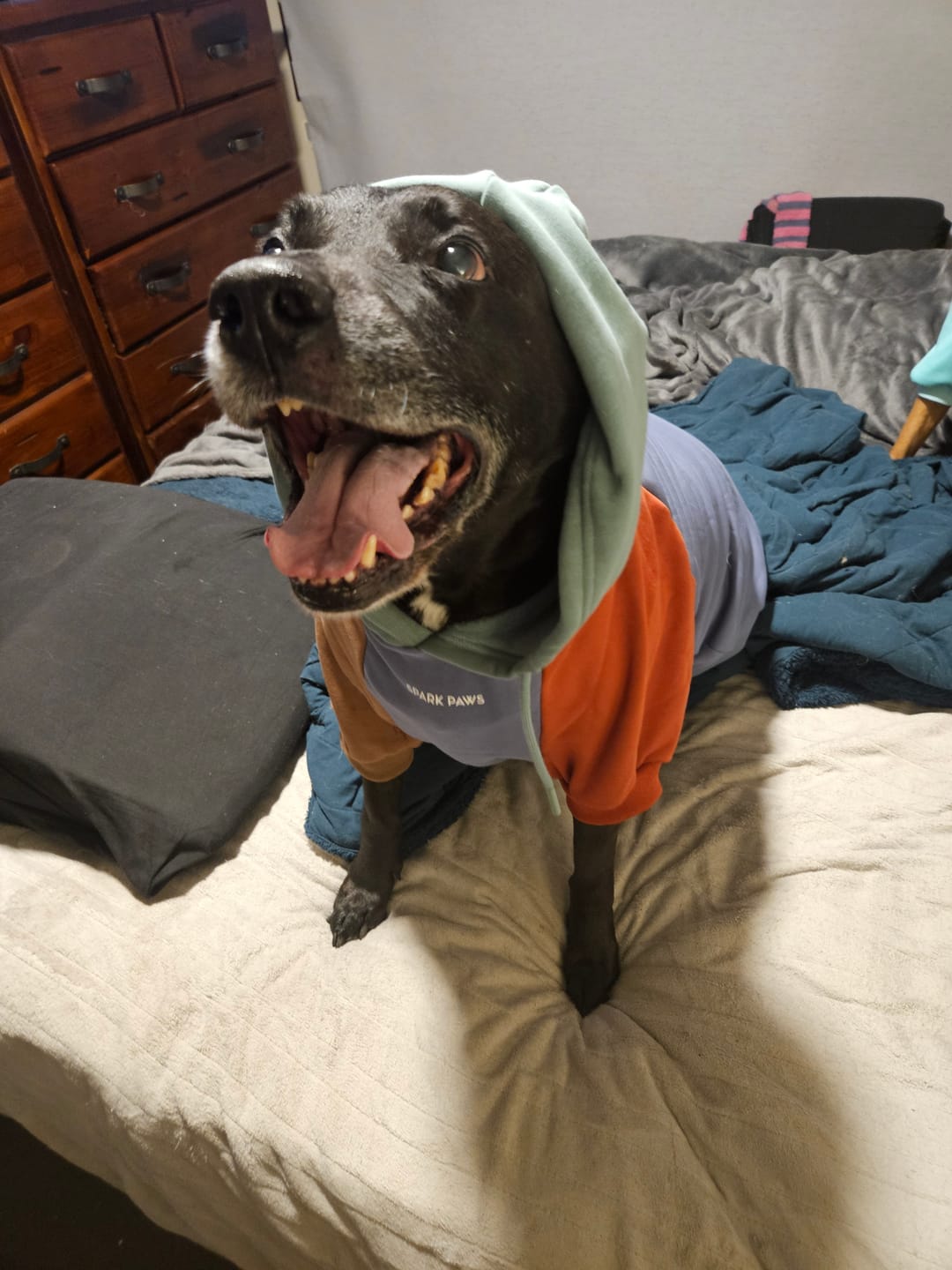 Customer photo review of Color Block Dog Hoodies