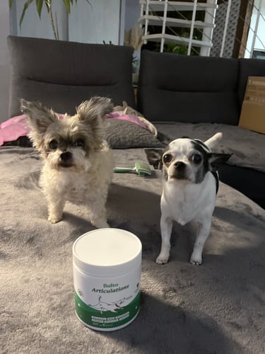 Avis d'un client : ses deux petits chiens posent à côté du pot de Complément articulations sur un canapé.