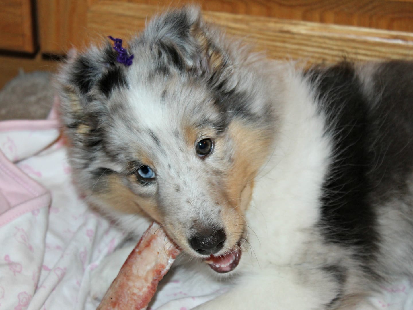 Customer photo review of 12 Inch Jumbo Bully Stick