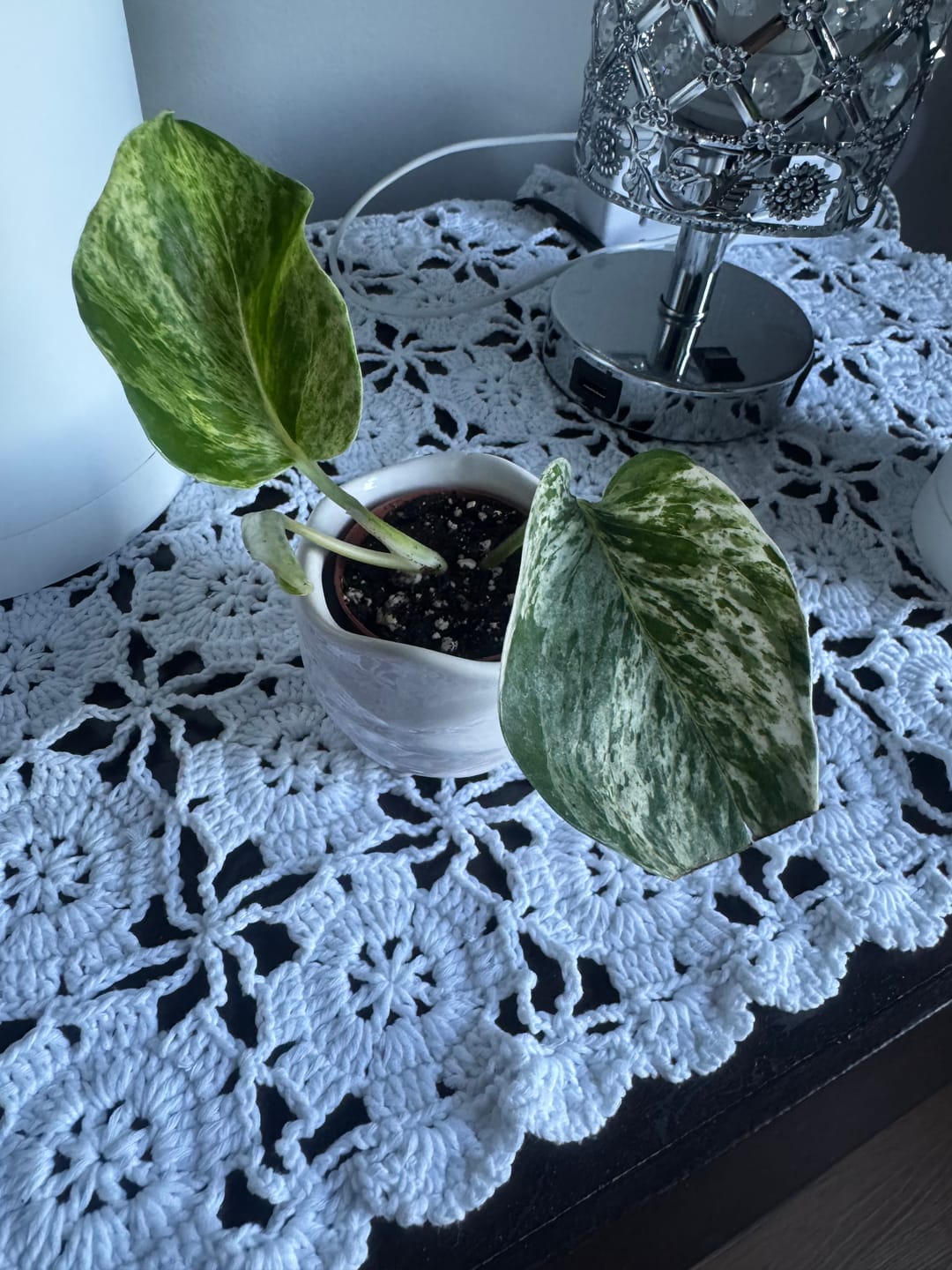 Customer photo review of RARE Marble Pothos Cuttings - Gorgeous Variegated Indoor easy care house plant, Marble Pothos, White and Green variegation propagation plant