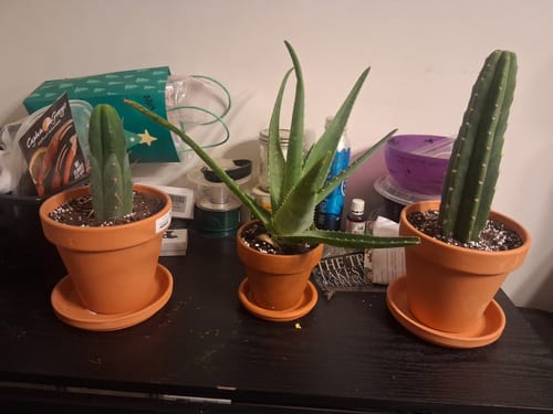 Customer photo review of San Pedro Cactus | Trichocereus (Echinopsis) Pachanoi