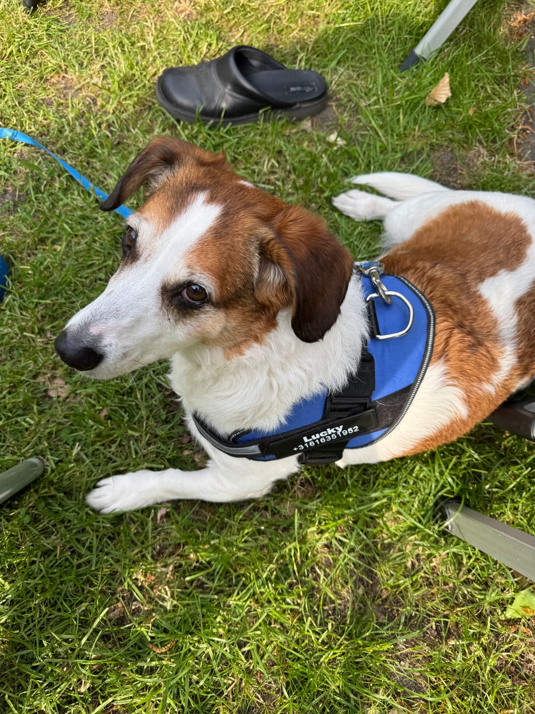 Customer photo review of PawGuard - Gepersonaliseerd Hondentuigje
