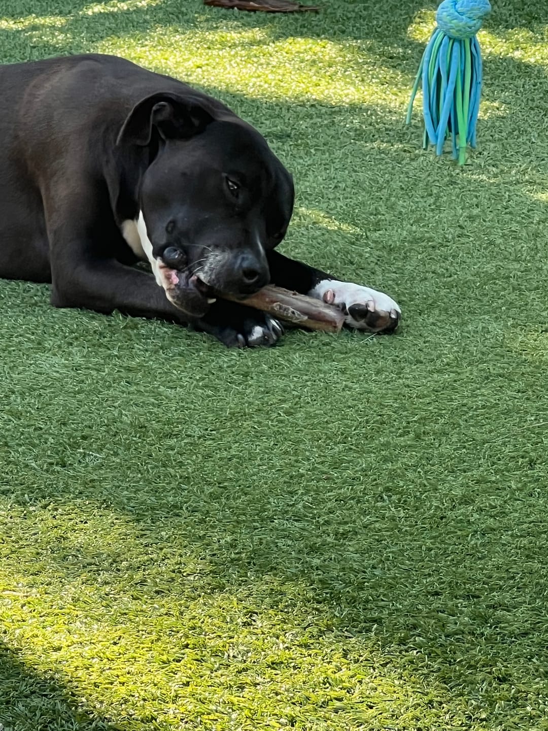 Customer photo review of Ostrich Chunky Bones (5" x 2" - 2 Pack): The Long-Lasting, Flavor-Packed Bones for Medium to Large Dogs