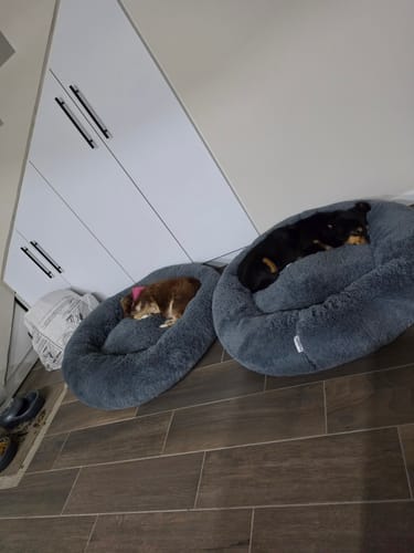 Cliente muestra a sus dos perros durmiendo cómodamente en dos suaves Camas Antiestrés para Perros.
