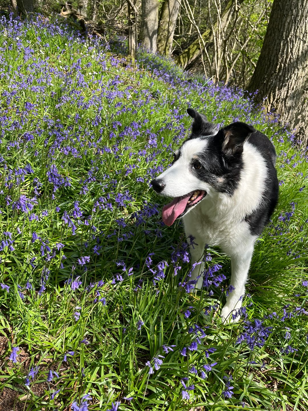Customer photo review of collagen for dogs