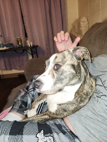 Customer's brindle and white dog relaxing on a person's lap on the couch.