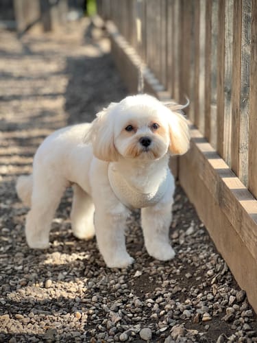 Customer photo review of Marshmallow┃Bouclé Adjustable Harness