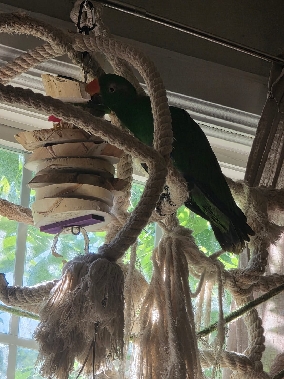 Customer photo review of Big Boy Yucca Bird Toy – Natural Chew Toy for Parrots & Aggressive Chewers