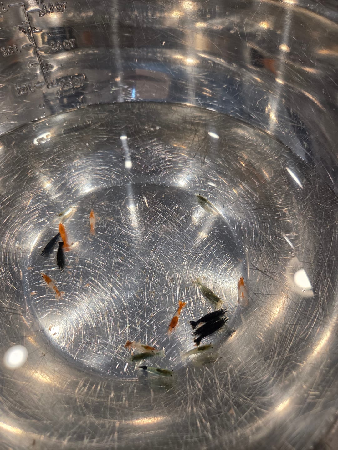 Customer photo review of Green Jade Shrimp