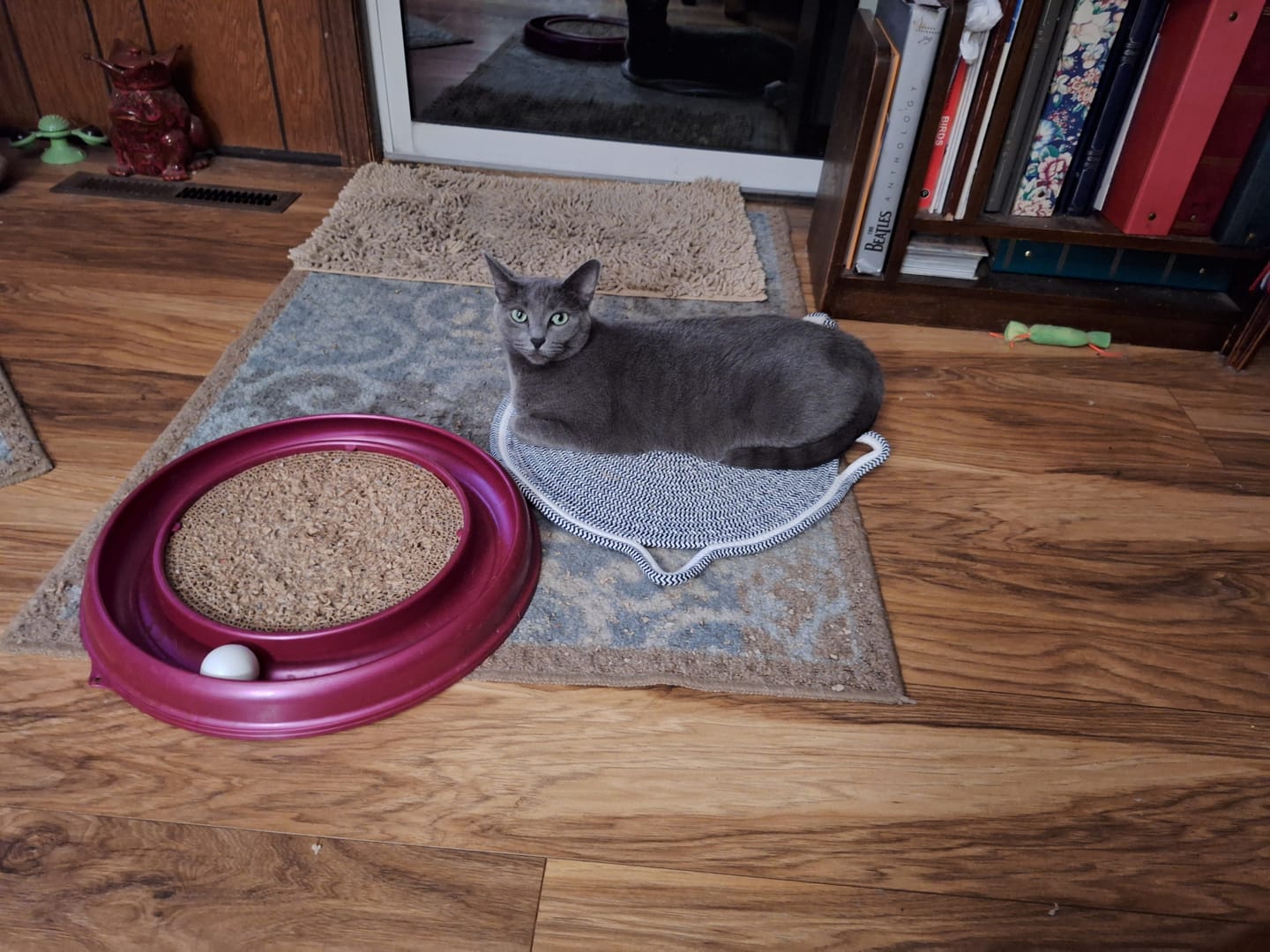 Customer photo review of Instinct Mat | The Scratching Mat Her Biology Actually Recognizes (NEW)
