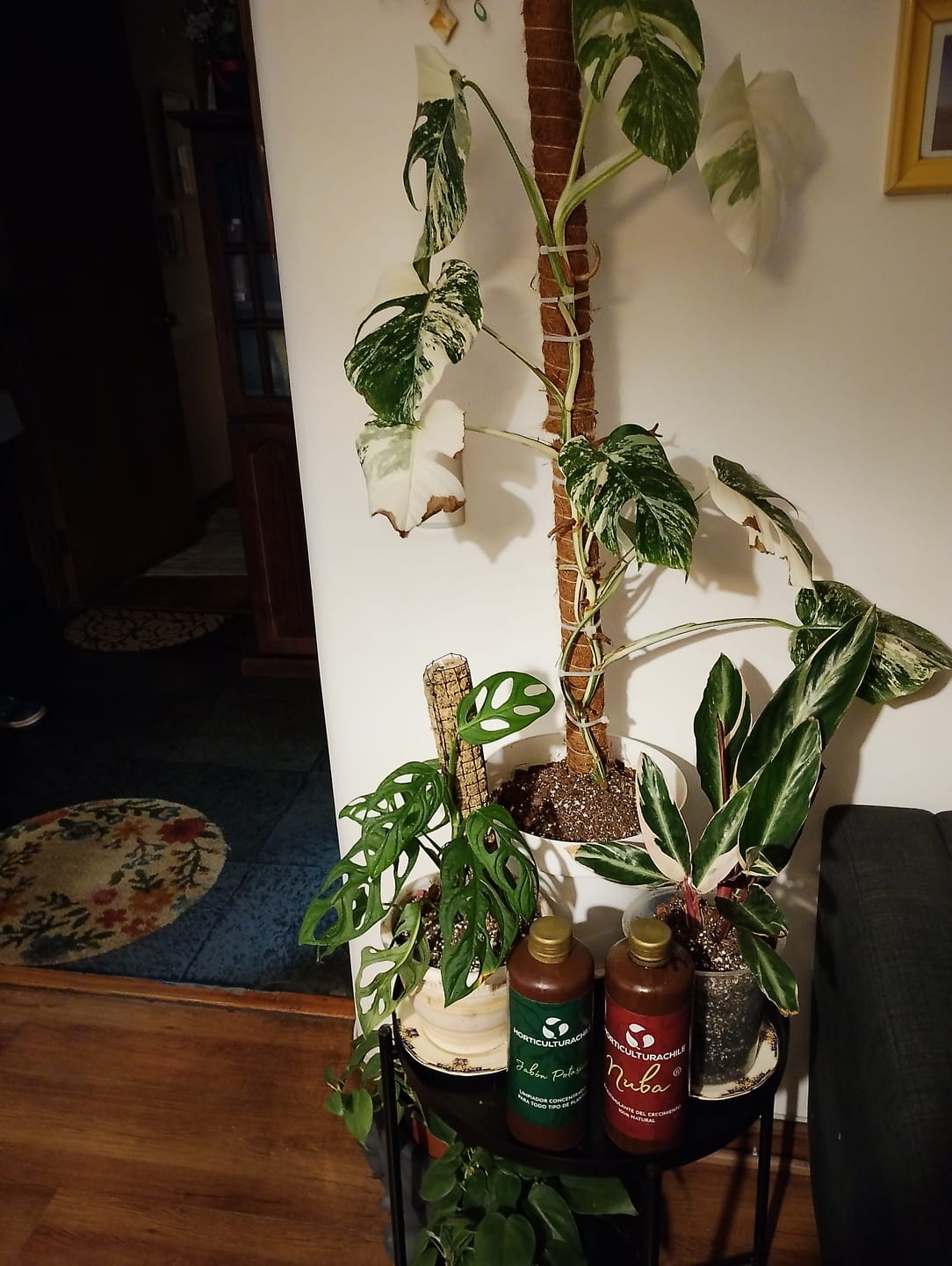 Customer photo review of Jabón Potásico Concentrado