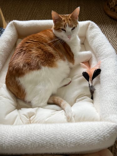 Customer photo review of Dubu Bed