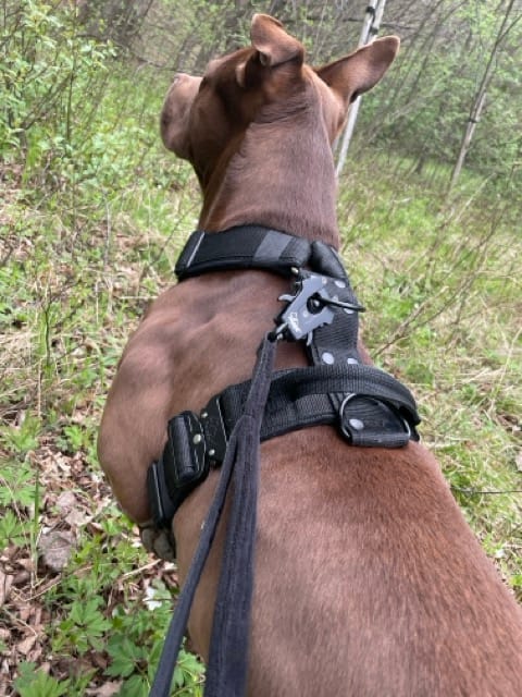 Customer photo review of Smycz z dodatkową rączką - Guard Leash Black Edition Czarna