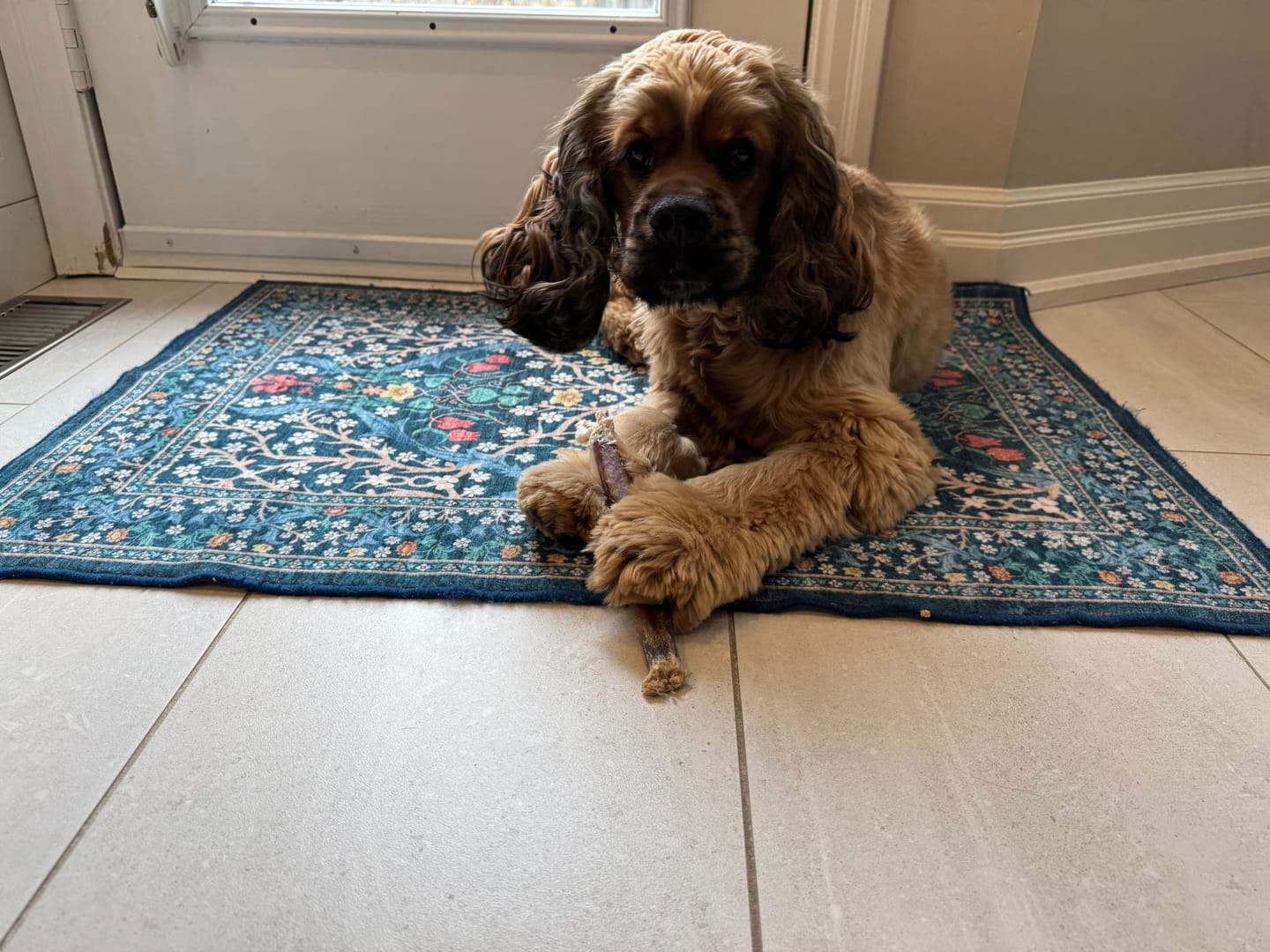 Customer photo review of 12 Inch Monster Bully Stick