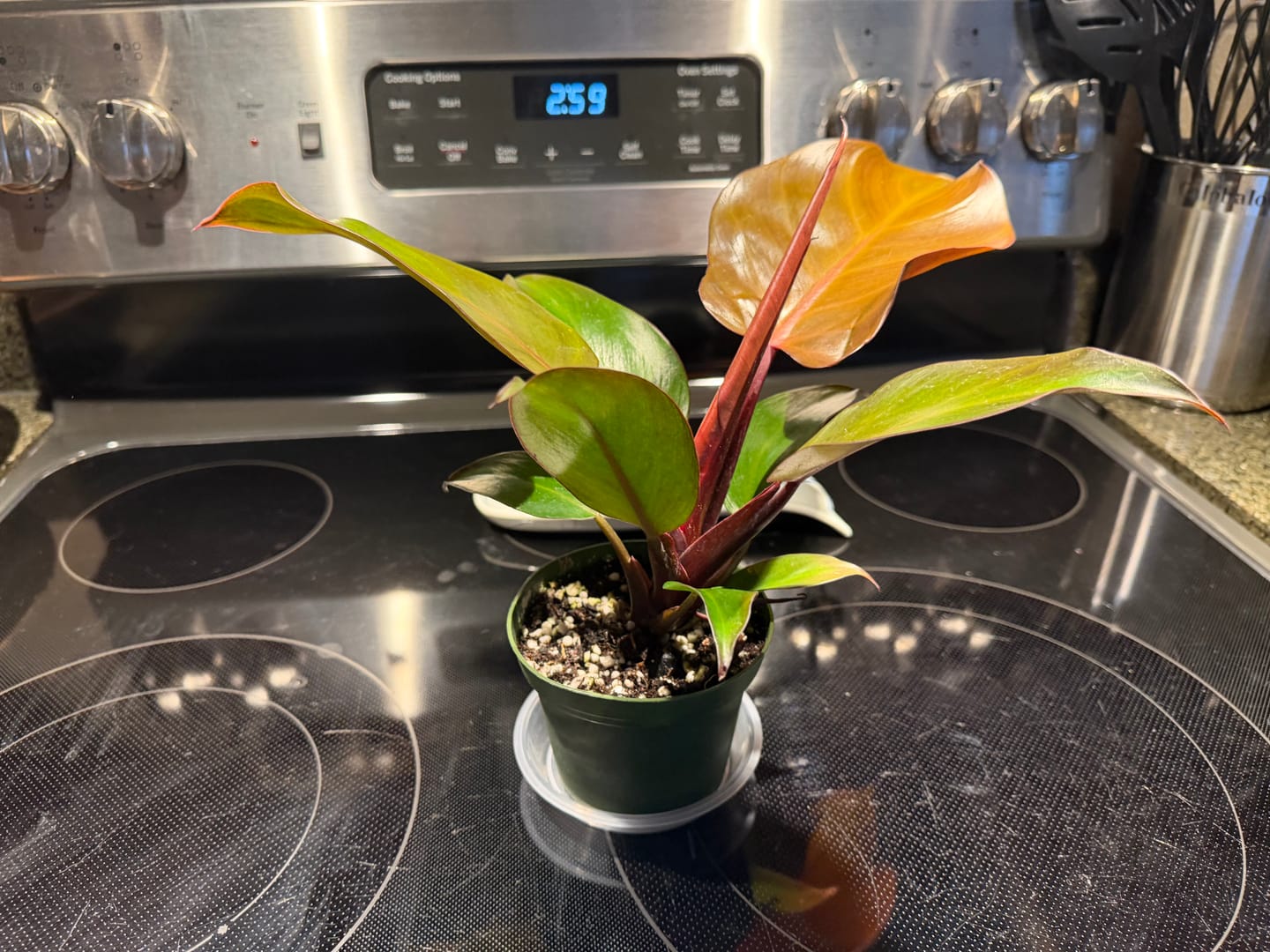 Customer photo review of Philodendron 'McColley's Finale'
