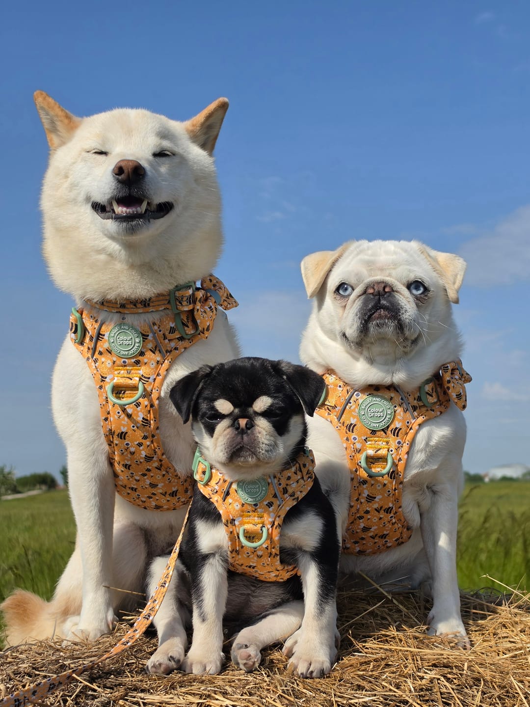 Customer photo review of Dog Harness - Colour Drops - Wanna-Bee