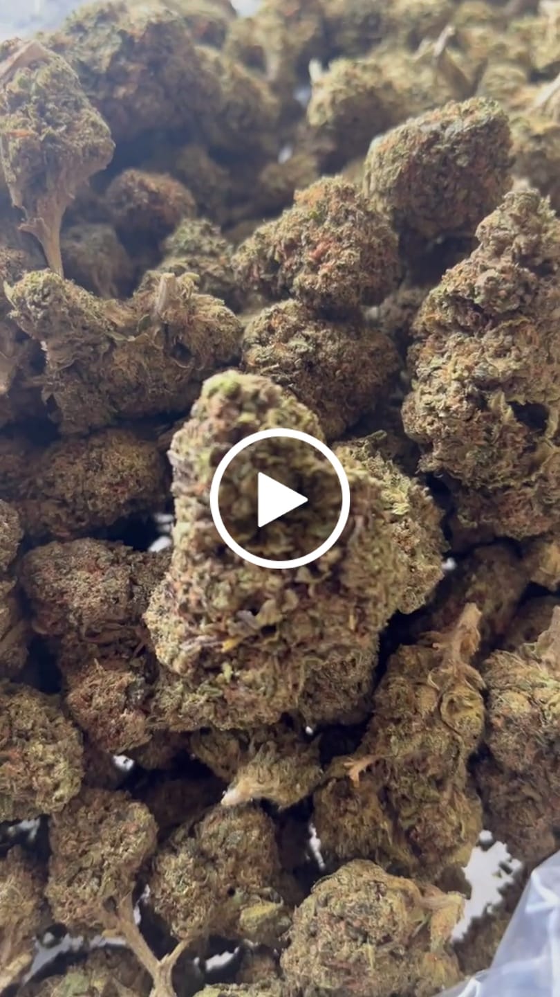 Customer video review of Jungle Gelato - Bulk - Indica