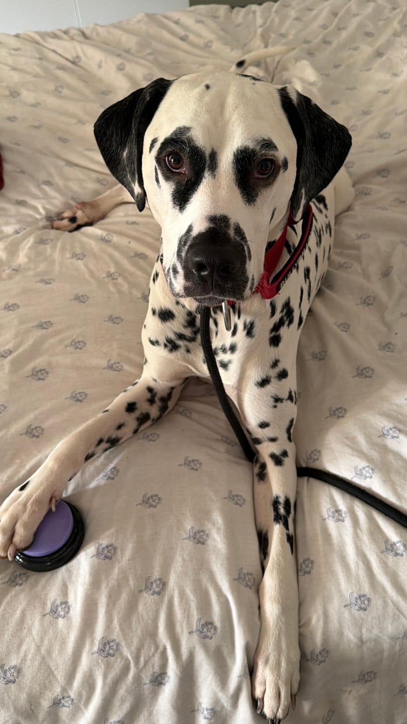Customer photo review of 5cm Combat® Collar | With Handle & Secure Clip - Red