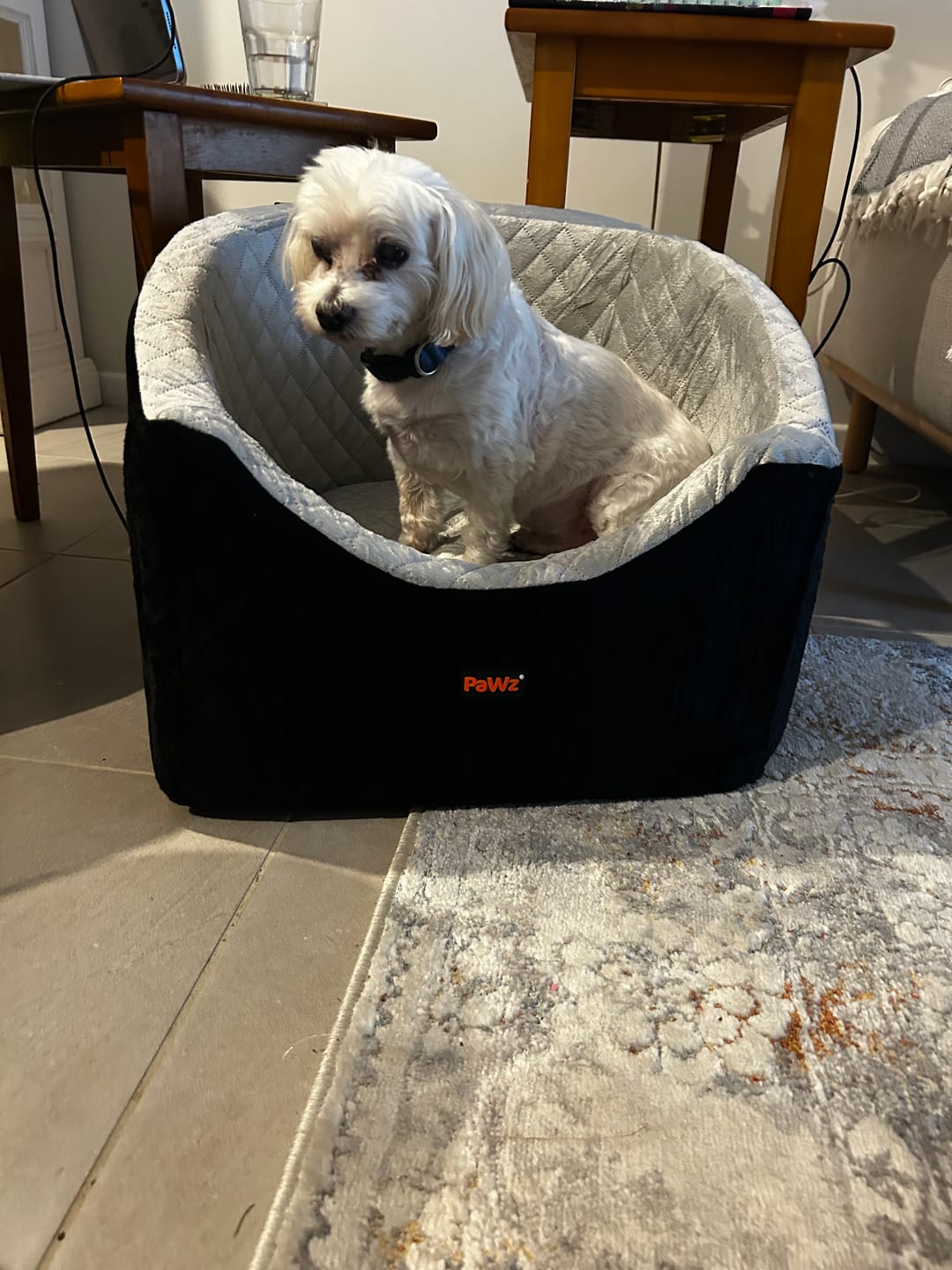 Customer photo review of Dog Car Booster Seat