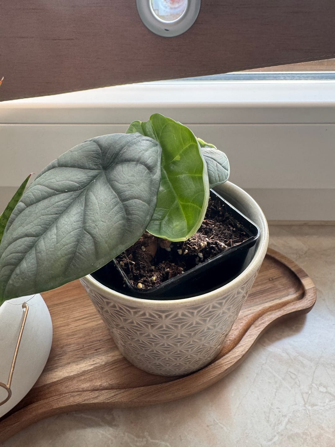 Customer photo review of ALOCASIA SILVER DRAGON