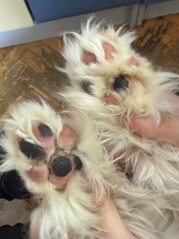 Customer photo review of PawPure™ – Il Rifinitore Professionale a LED per Zampe Perfette