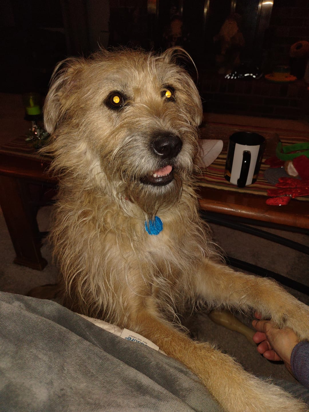 Customer photo review of Royal Canin Gastrointestinal Low Fat + Hydrolyzed Protein Dry Dog Food