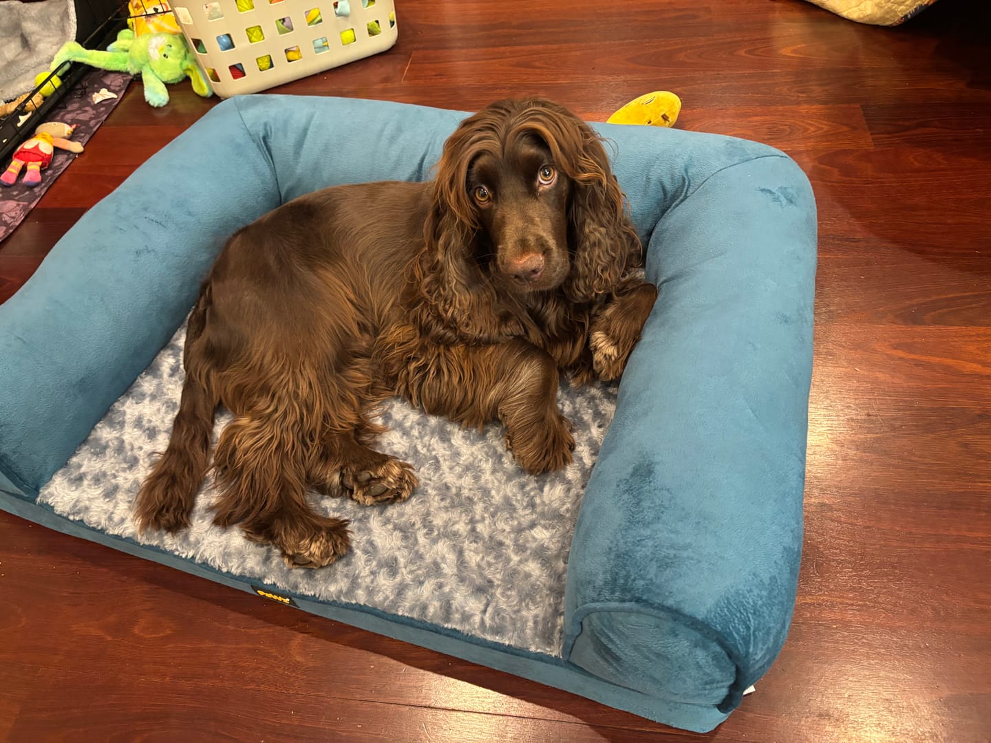 Customer photo review of Pet Sofa Bed