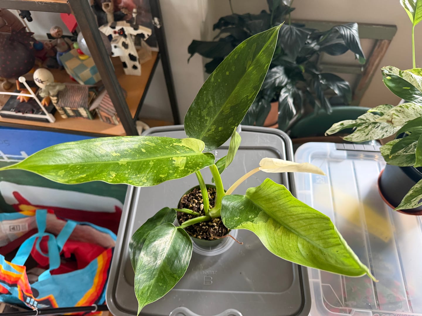 Customer photo review of Philodendron 'Jose Buono'