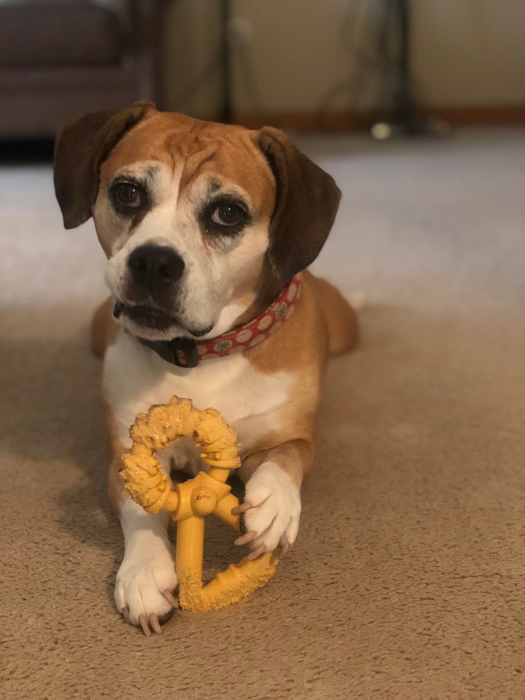 Customer photo review of Custom One Pet Portrait