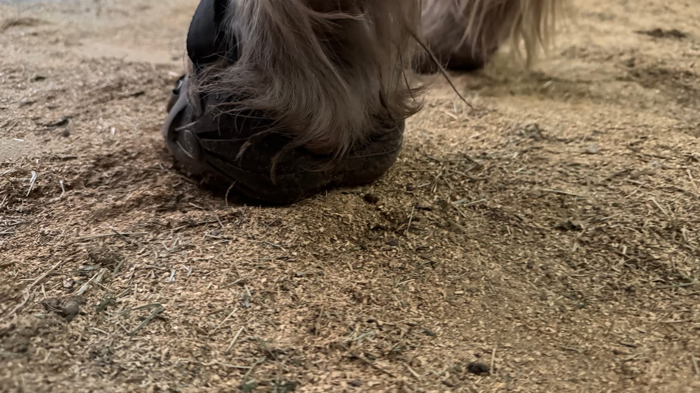 Customer photo review of Renegade® Viper Shield™ Hoof Boot - Black Knight
