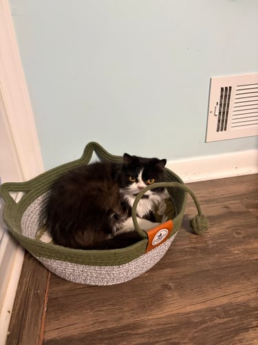 Customer photo review of Instinct Basket | Meet the first research-backed natural territory for indoor cats
