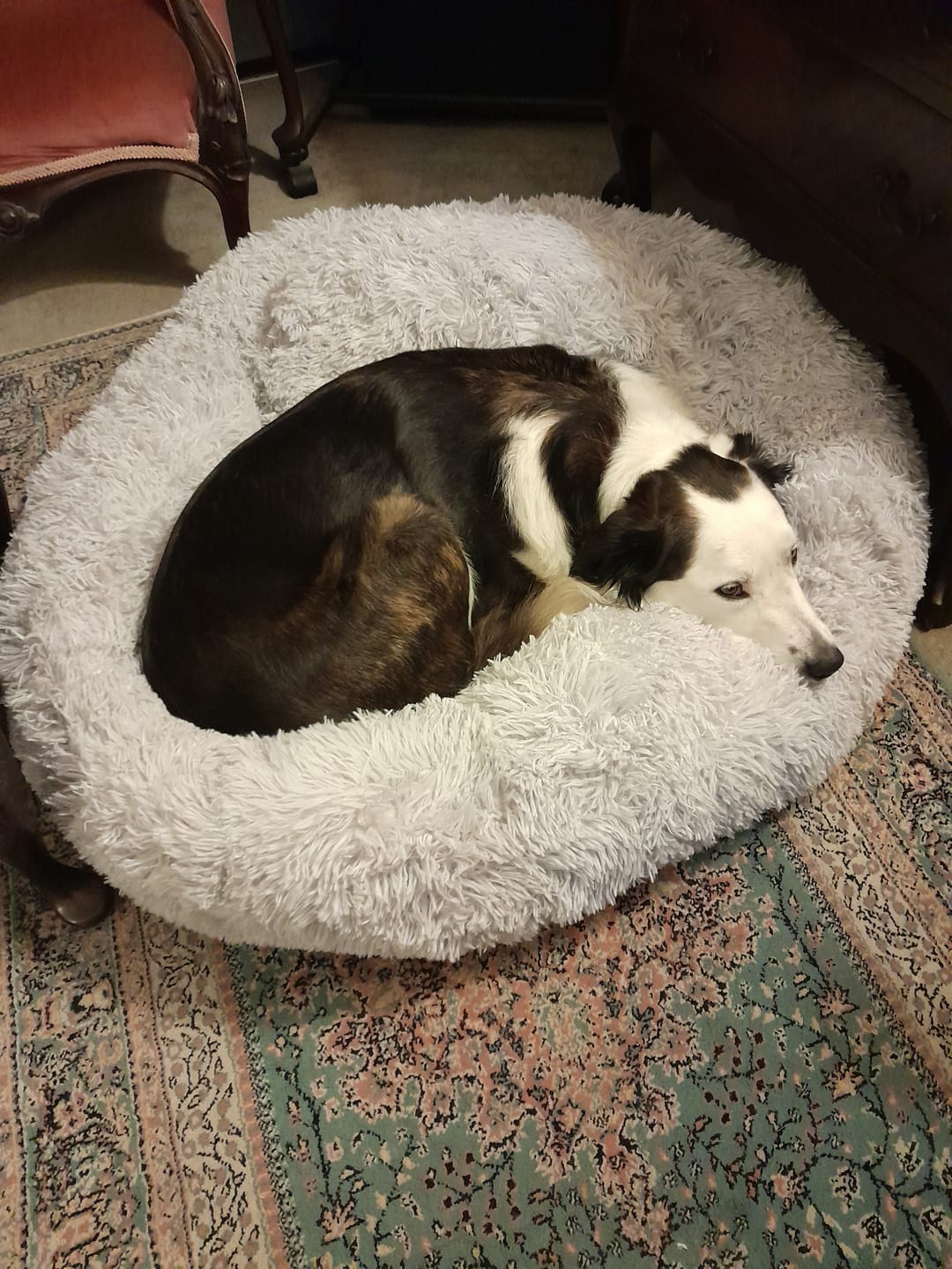 Customer photo review of Brooklyn® Deep Sleep Pet Bed