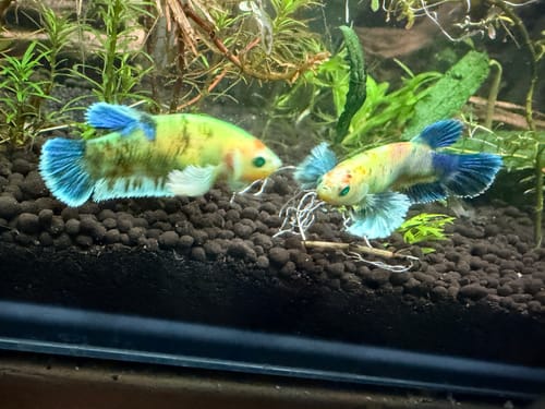 Customer's two Dumbo Koi Neon Female Betta Fish with yellow bodies and blue fins exploring a planted aquarium.