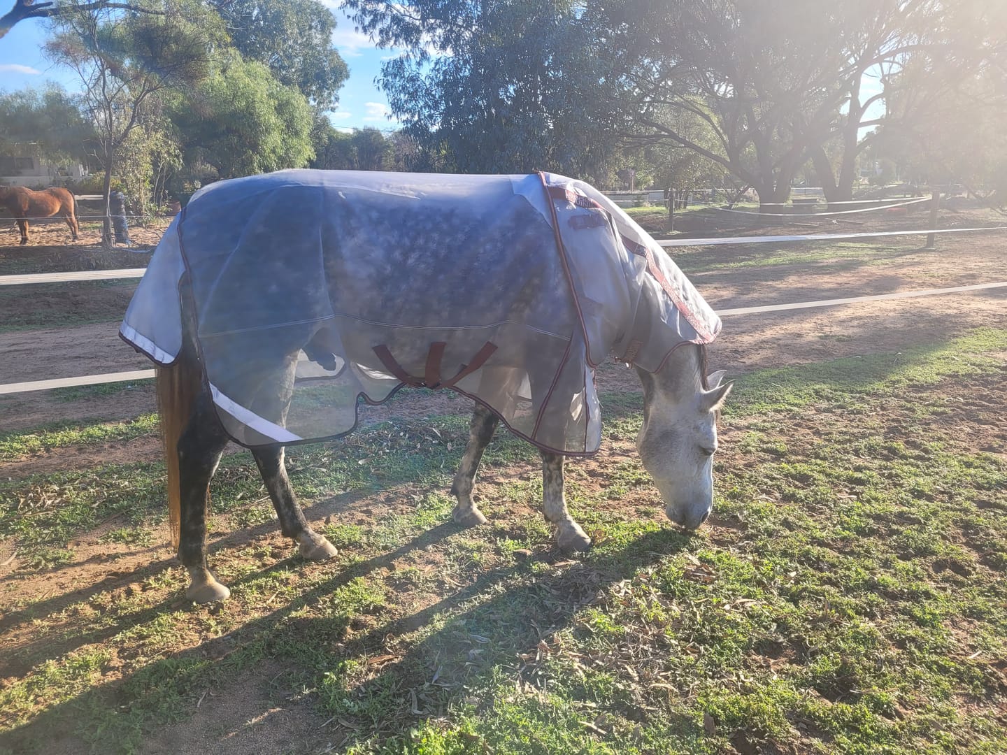 Customer photo review of LE Defender Anti-Insect Fly Rug